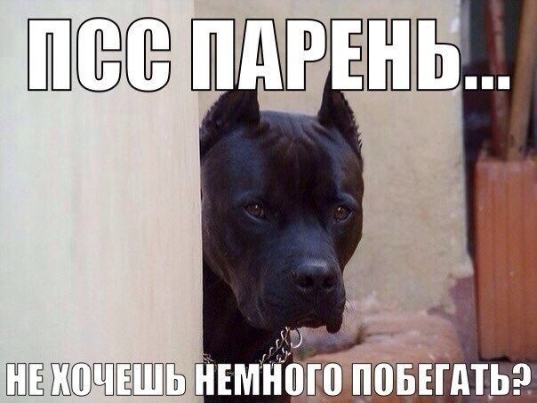 Смешные собаки мемы