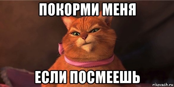 Кот из Шрека Покорми меня если посмеешь