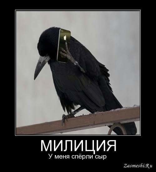 Смешная ворона