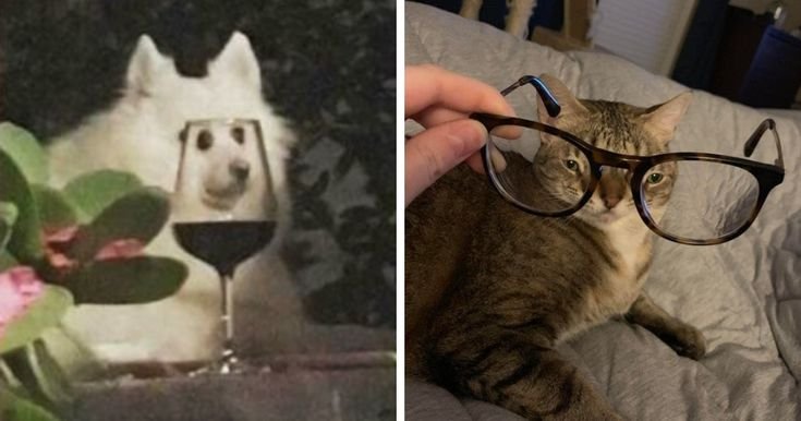 Кот с бокалом Мем