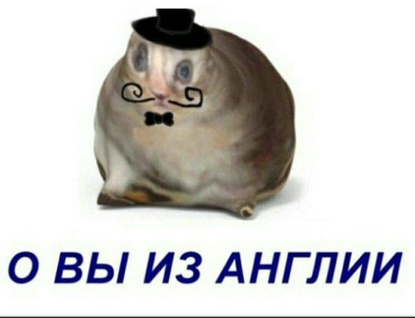 Кот англичанин Мем
