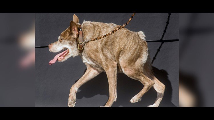 Собака сутулая прикол