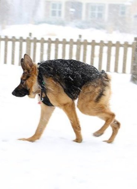 Сутулая собака овчарка Мем