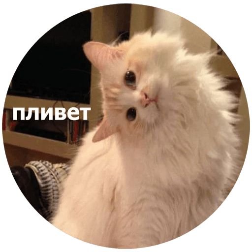 Милый котик Мем