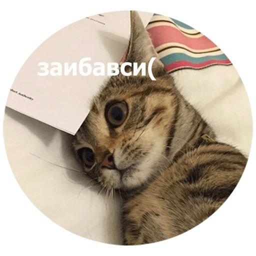 Стикер "котик"