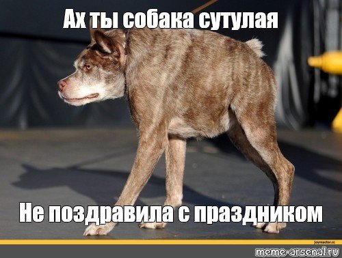 Про собаку сутулую