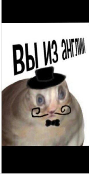 Кот из мема о вы из Англии