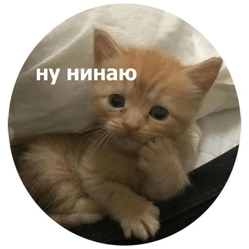 Милые котики