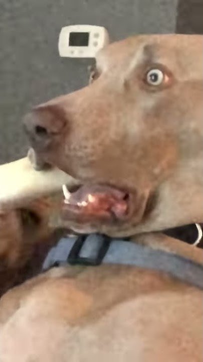 Шокированная собака