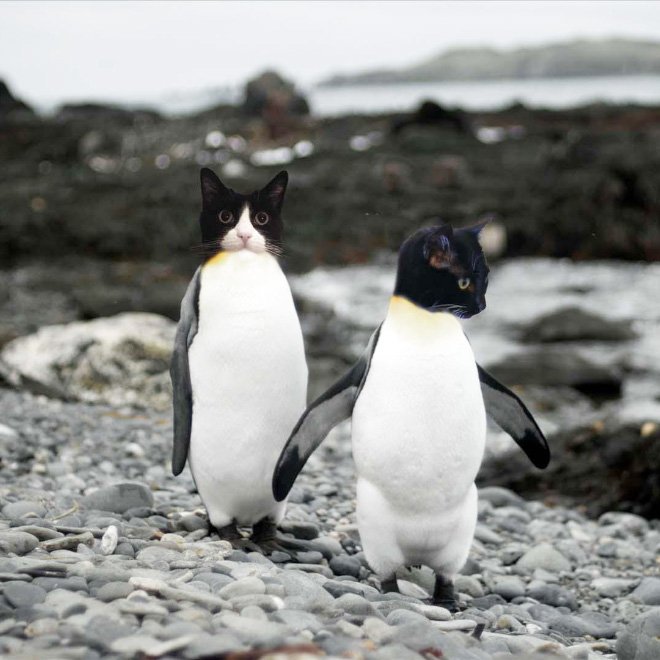 Кот Пингвин