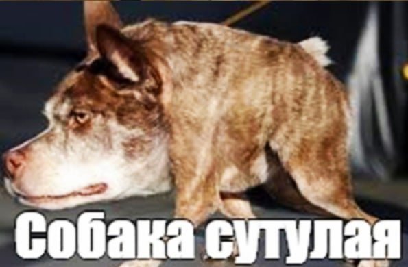 Обрезанная собака Мем