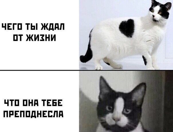 Ты получил чтобхотел