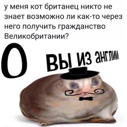 О вы из Англии кот