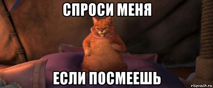 Кот из Шрека Покорми меня если посмеешь