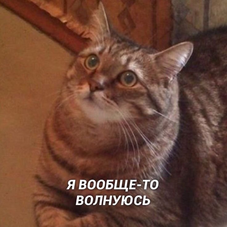 Мемы с котами