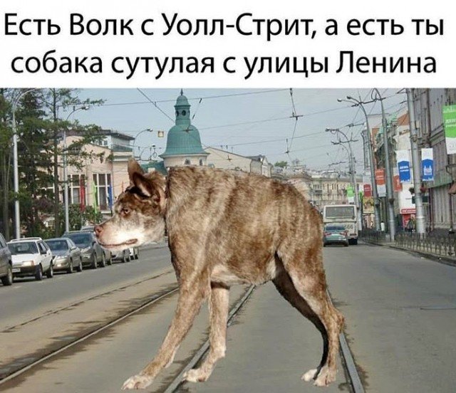 Со.ака СУТКЛАЯ