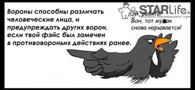 Смешное стихотворение про ворону