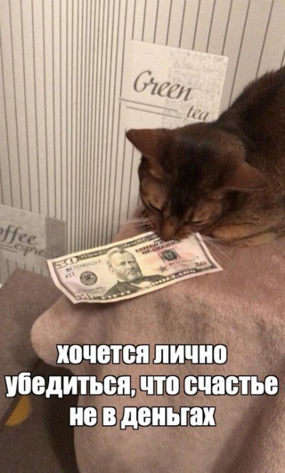 Денежный котик