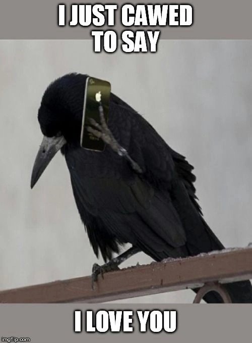 Приколы про ворон