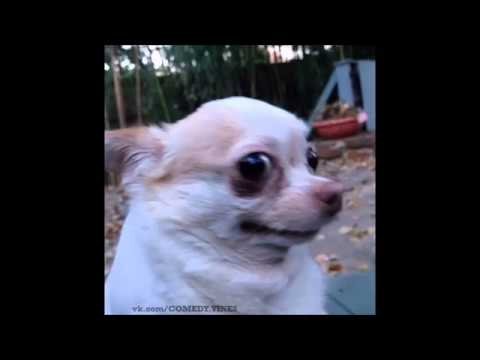 Чихуахуа Мем