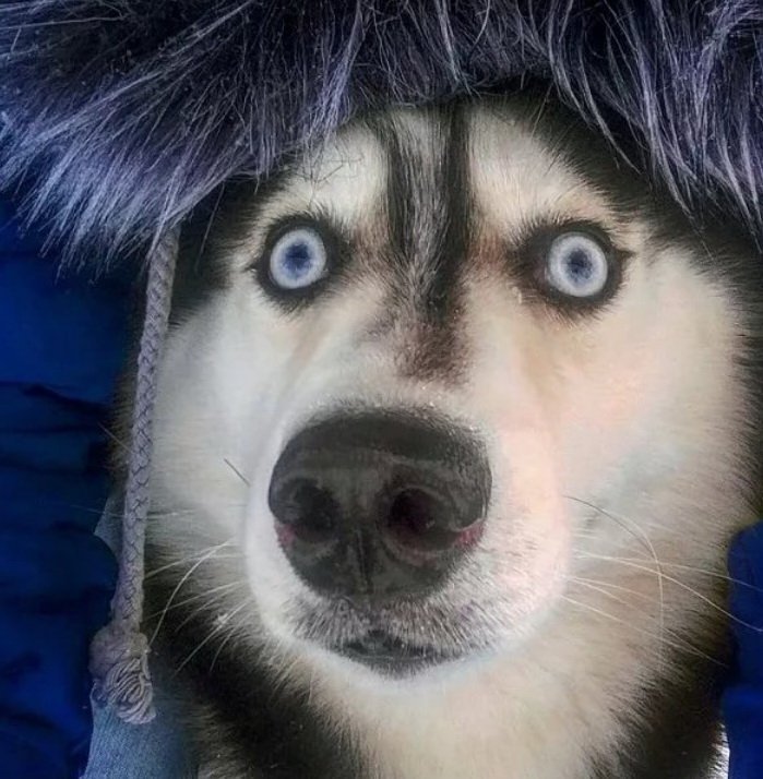 Собака удивление