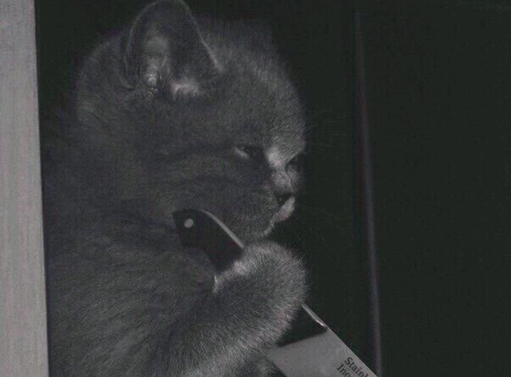 Кот с ножом