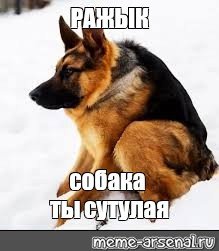 Сутулая овчарка Мем