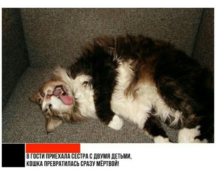 Кот притворяется мертвым