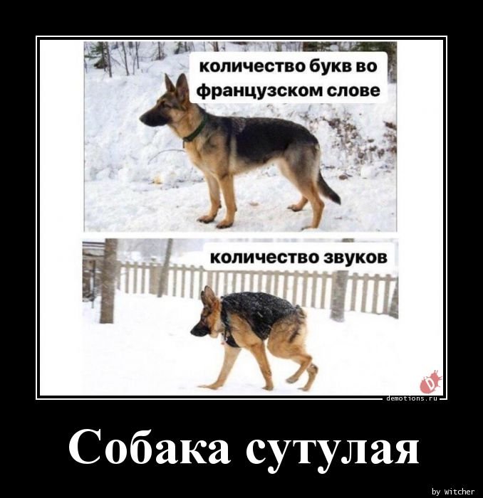 Собака сутулая прикол