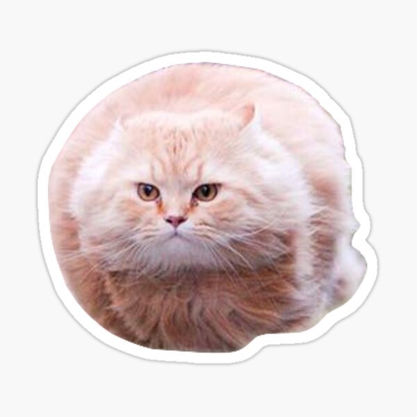 Мемы с котами для стикеров