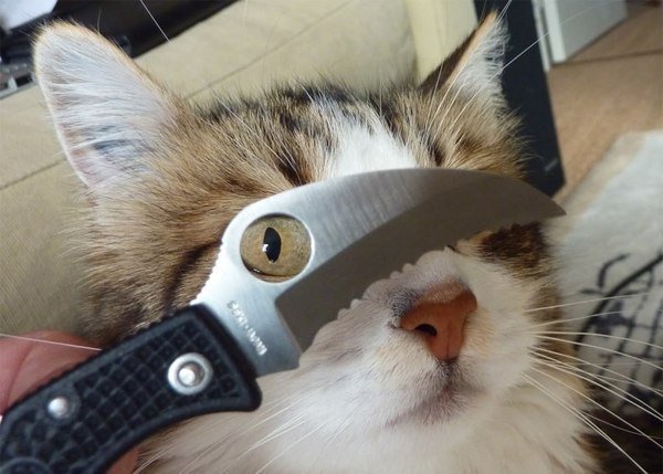 Котенок с ножом