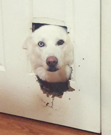 Собака прогрызла стену