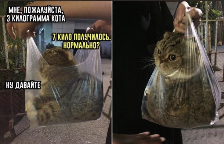 Прикольные мемы с котами