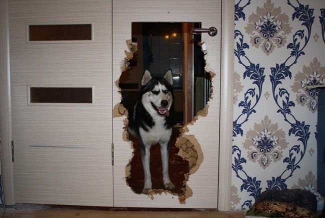 Проделки хаски в квартире