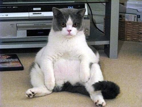 Толстый кот