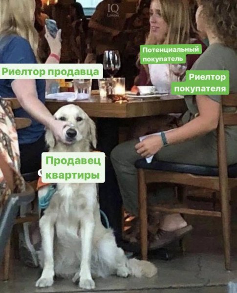 Собака продавец
