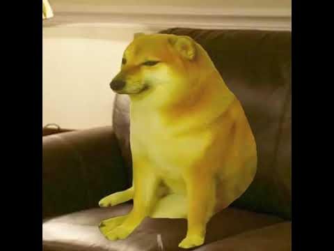 Собака бита