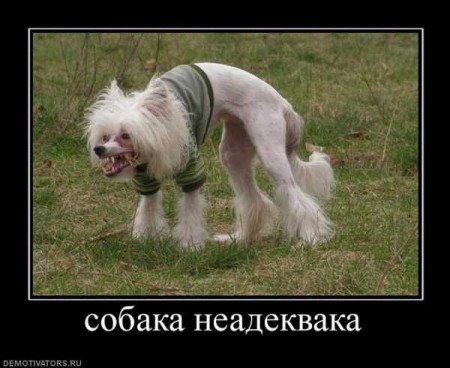 Со оака сутулая