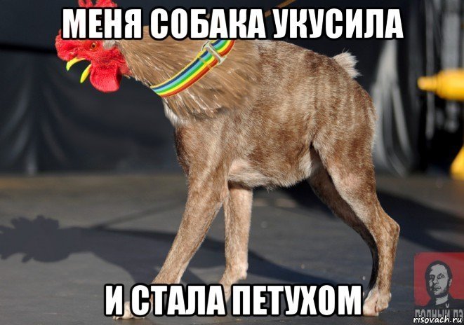 Собака сутулая прикол