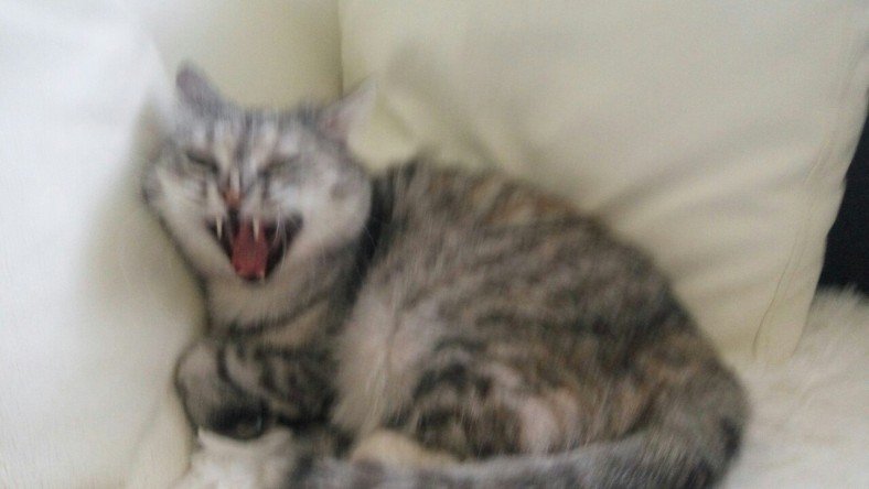 Смешные коты в плохом качестве