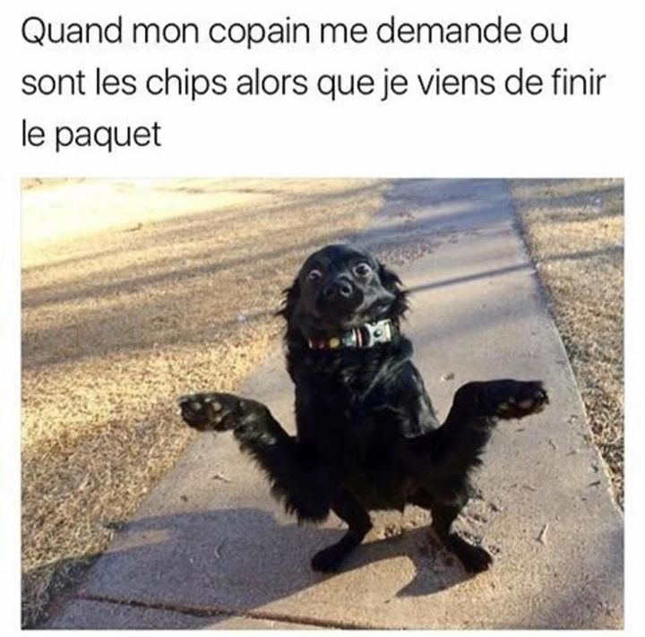 Удивленный пес