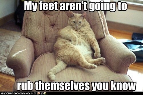 Толстый кот