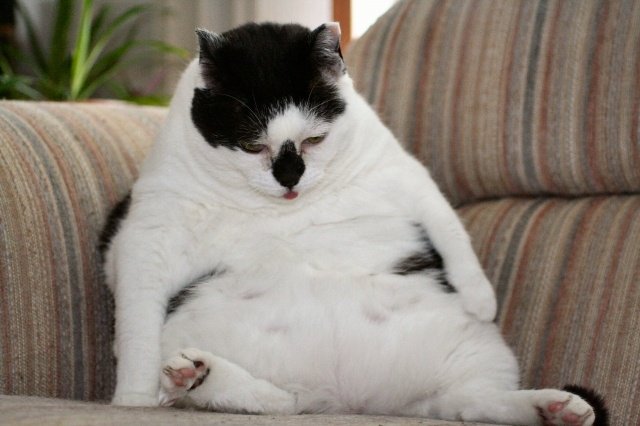 Жирный котик
