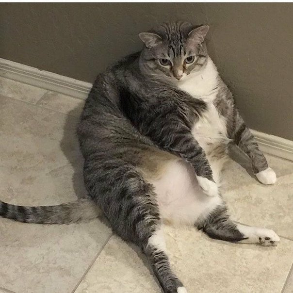 Жирный кот сидит