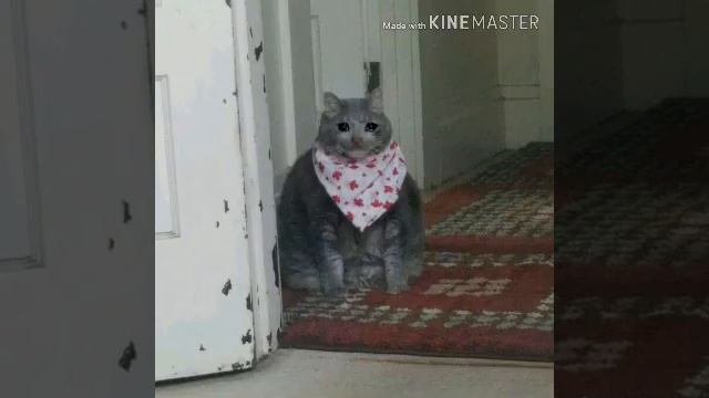 Кот в переднике