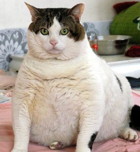 Смешной жирный кот