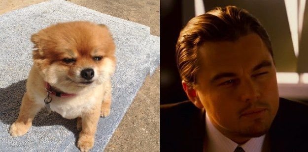 Ди каприо с собакой