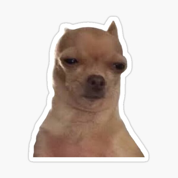 Чихуахуа мемы