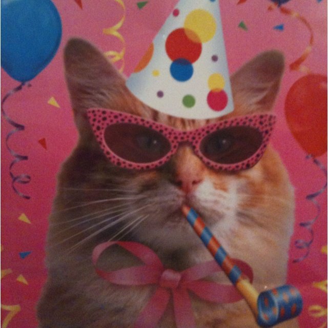 Праздничный котик