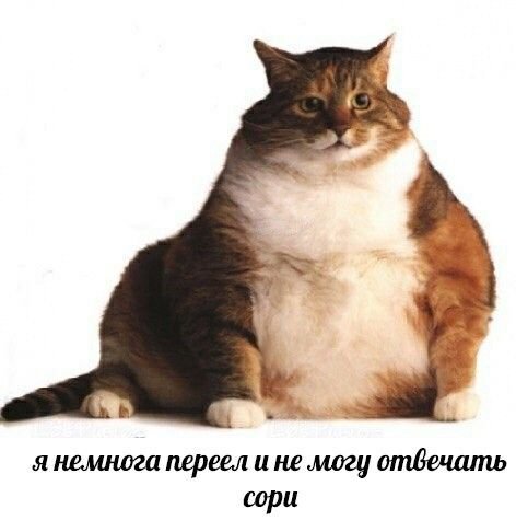 Жирный кот на белом фоне